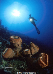 Moal Boal . Angel
Nikon D200 , 10,5mm Nikon
Seacam Hous... by Marchione Giacomo 